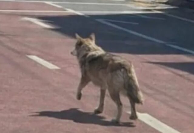 Man faces 5 years in prison for using AI to fake sighting of runaway wolf