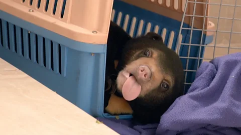Watch as mischievous bear cub turns house into playground