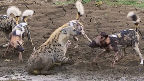 Lion saves pregnant hyena from wild dog attack