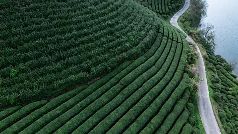 A verdant hillside terrace of tea plants in China (Credit: Getty Images)