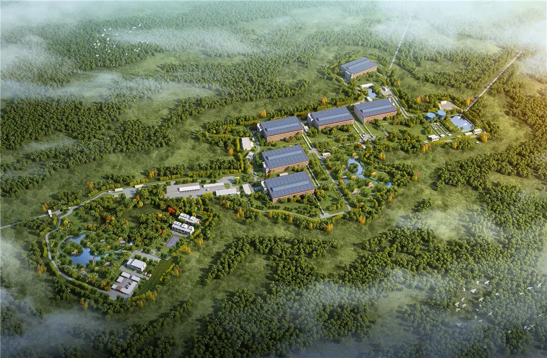 海南“猪王”，困在岛上