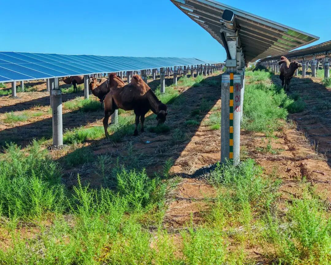 央企，在西北押注下一个十年