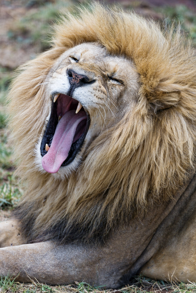 新研究揭示打哈欠是一种脑脊液“自我清洗”的过程