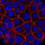 Coffee doesn't just wake you up–a biological pathway illuminates health effects