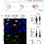 Coffee doesn't just wake you up–a biological pathway illuminates health effects