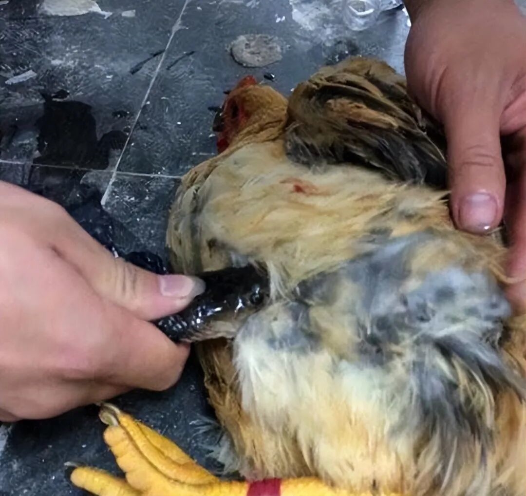 被眼镜蛇咬过的土鸡才是一等的美味 这是真的吗？