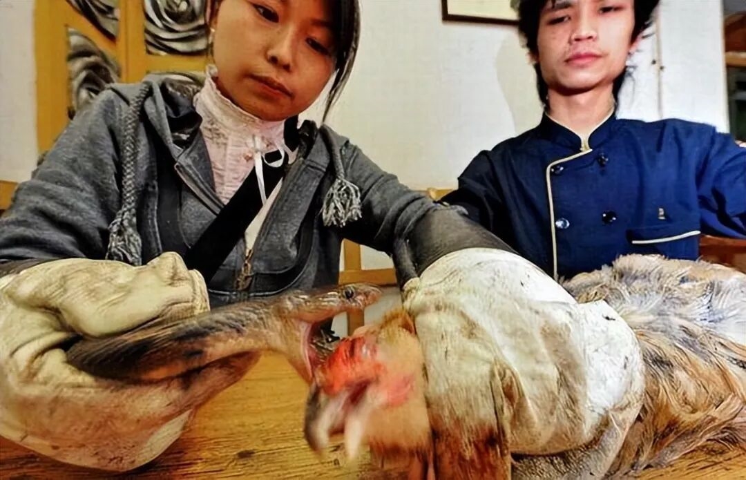 被眼镜蛇咬过的土鸡才是一等的美味 这是真的吗？