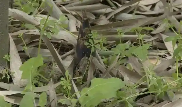 男子偷挖竹笋 一脚踩空竹笋直插鼻腔 起诉景区索赔3.6万