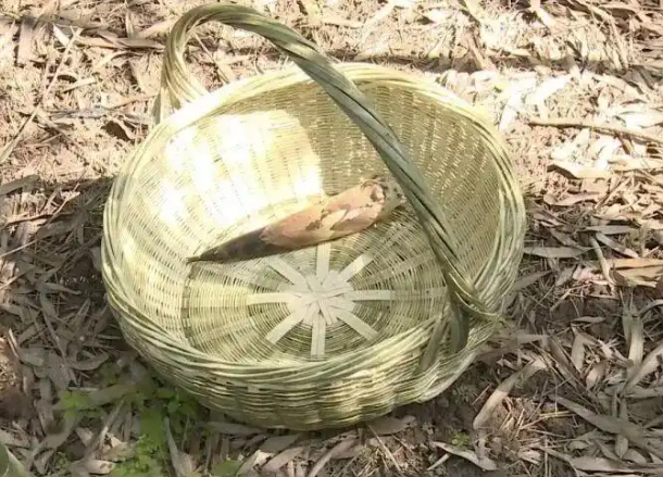 男子偷挖竹笋 一脚踩空竹笋直插鼻腔 起诉景区索赔3.6万