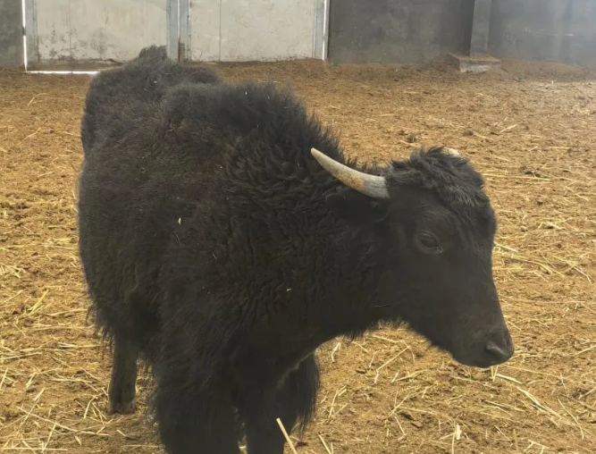 中国科研团队首次实现批量克隆10头牦牛