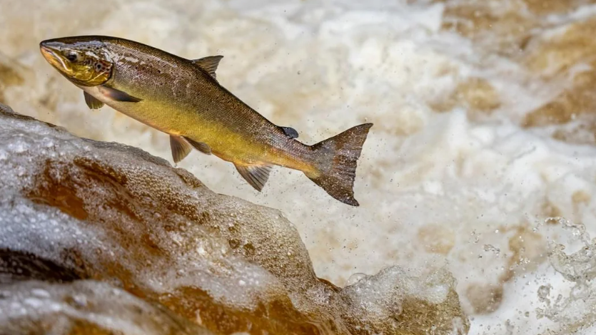 欧洲河流因为可卡因超标导致鲑鱼性情大变 不怕天敌且游得更快更远