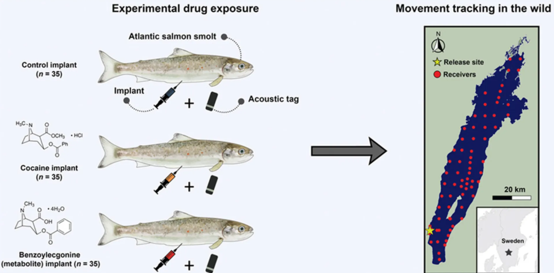 欧洲河流因为可卡因超标导致鲑鱼性情大变 不怕天敌且游得更快更远