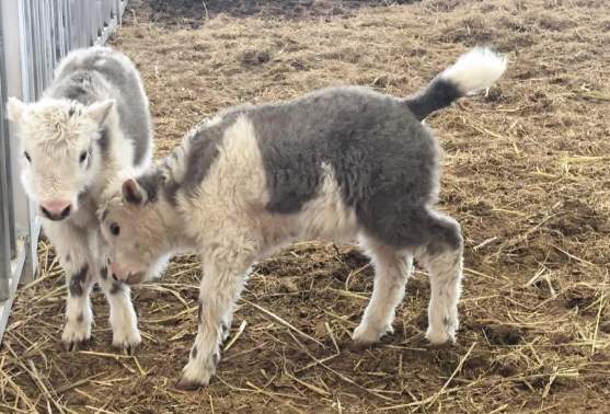 中国科研团队首次实现批量克隆10头牦牛