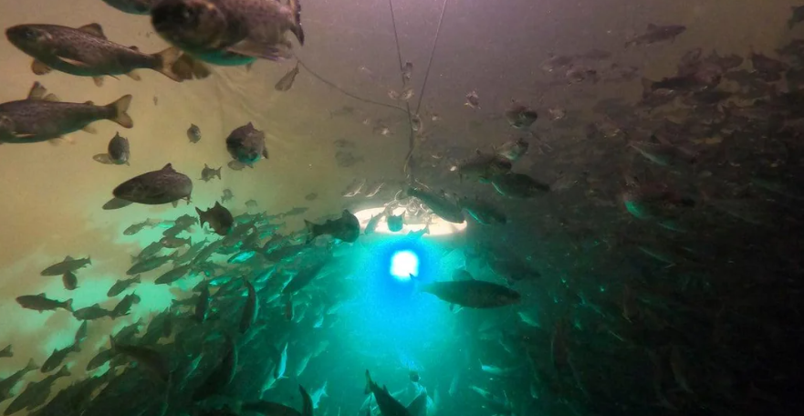 欧洲河流因为可卡因超标导致鲑鱼性情大变 不怕天敌且游得更快更远