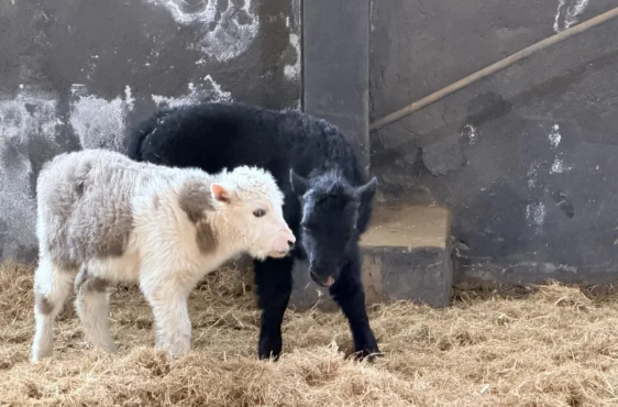 中国科研团队首次实现批量克隆10头牦牛