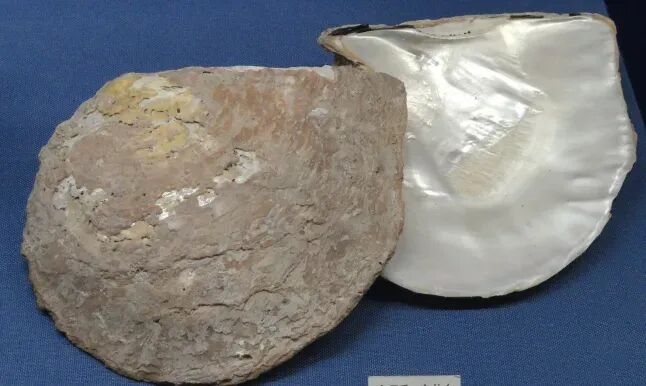 核电站搞出新副业 竟然是产珍珠