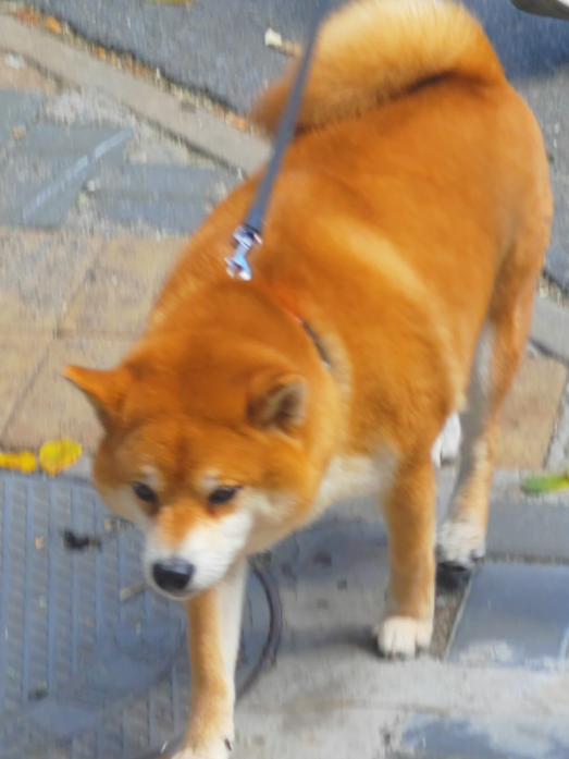 这些动物寿命都比人类长 乌龟都比不了
